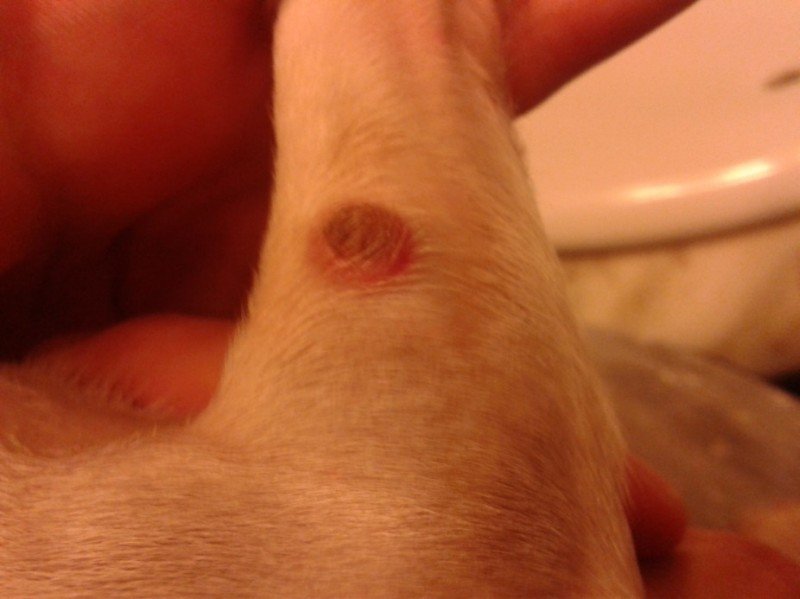 Cytovet oldattal végzett fekélyes seb helyi kezelése 1