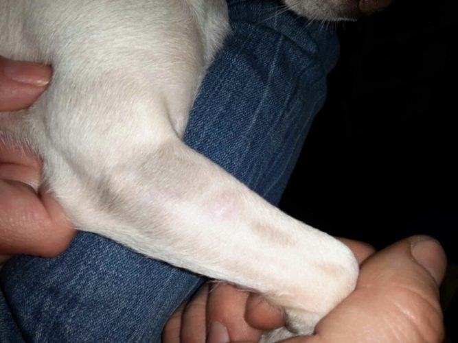 cytovet-fekelyes-seb-kezelese-2 fekélyes seb