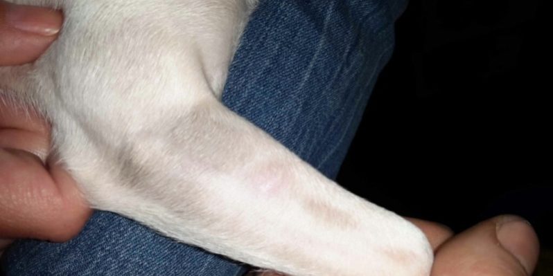 cytovet-fekelyes-seb-kezelese-2 fekélyes seb