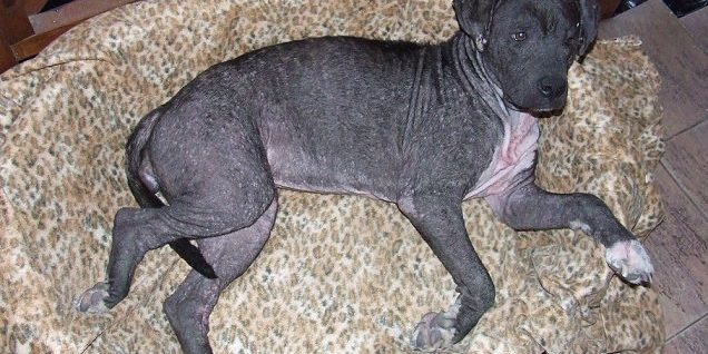 vírusos bélgyulladás