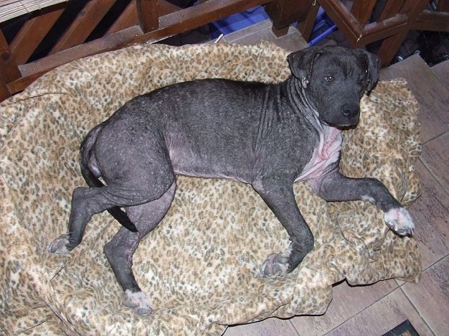 virusos-belgyulladas3 vírusos bélgyulladás