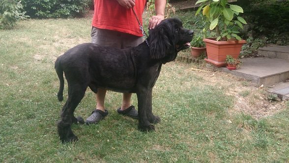 hotspot5 allergiás bőrgyulladás