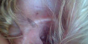 Westi kutya fülgyulladás 2