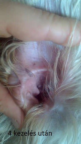 Westi kutya fülgyulladás 2