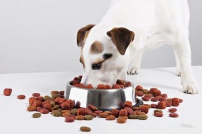 Táppal eteti kedvencét?