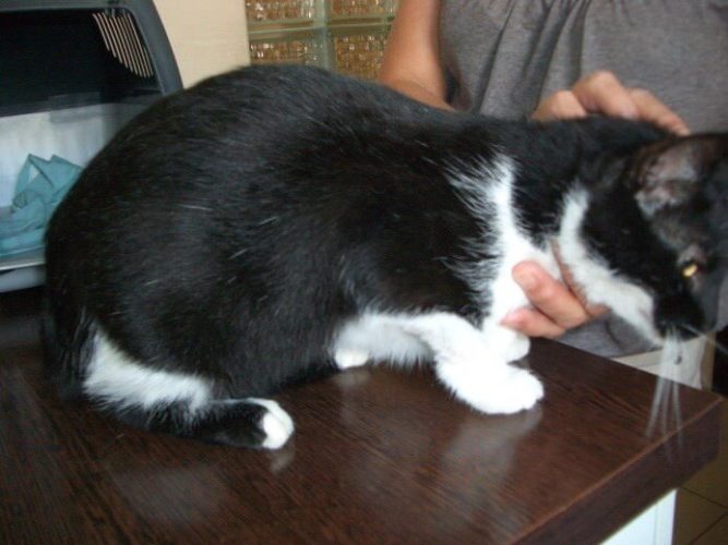 kopasz macska gyógyult