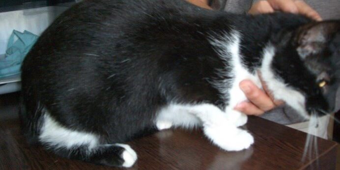 kopasz macska gyógyult