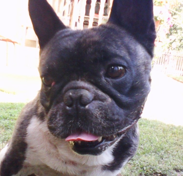 Tazó gyógyulása az agyhártyagyulladásból 2