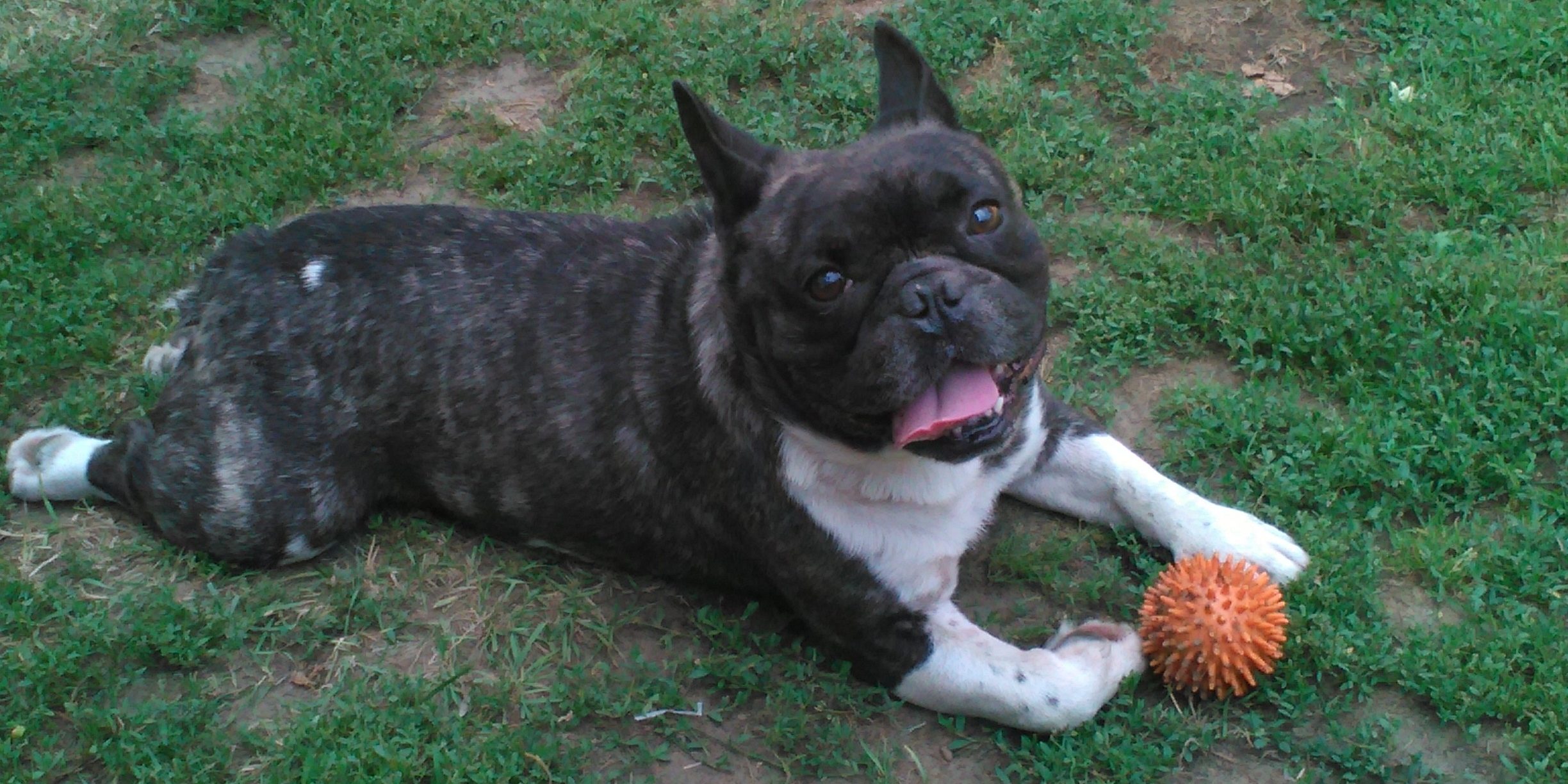 IMG_20150712_142034 Tazó gyógyulása az agyhártyagyulladásból