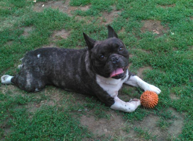 IMG_20150712_142034 Tazó gyógyulása az agyhártyagyulladásból