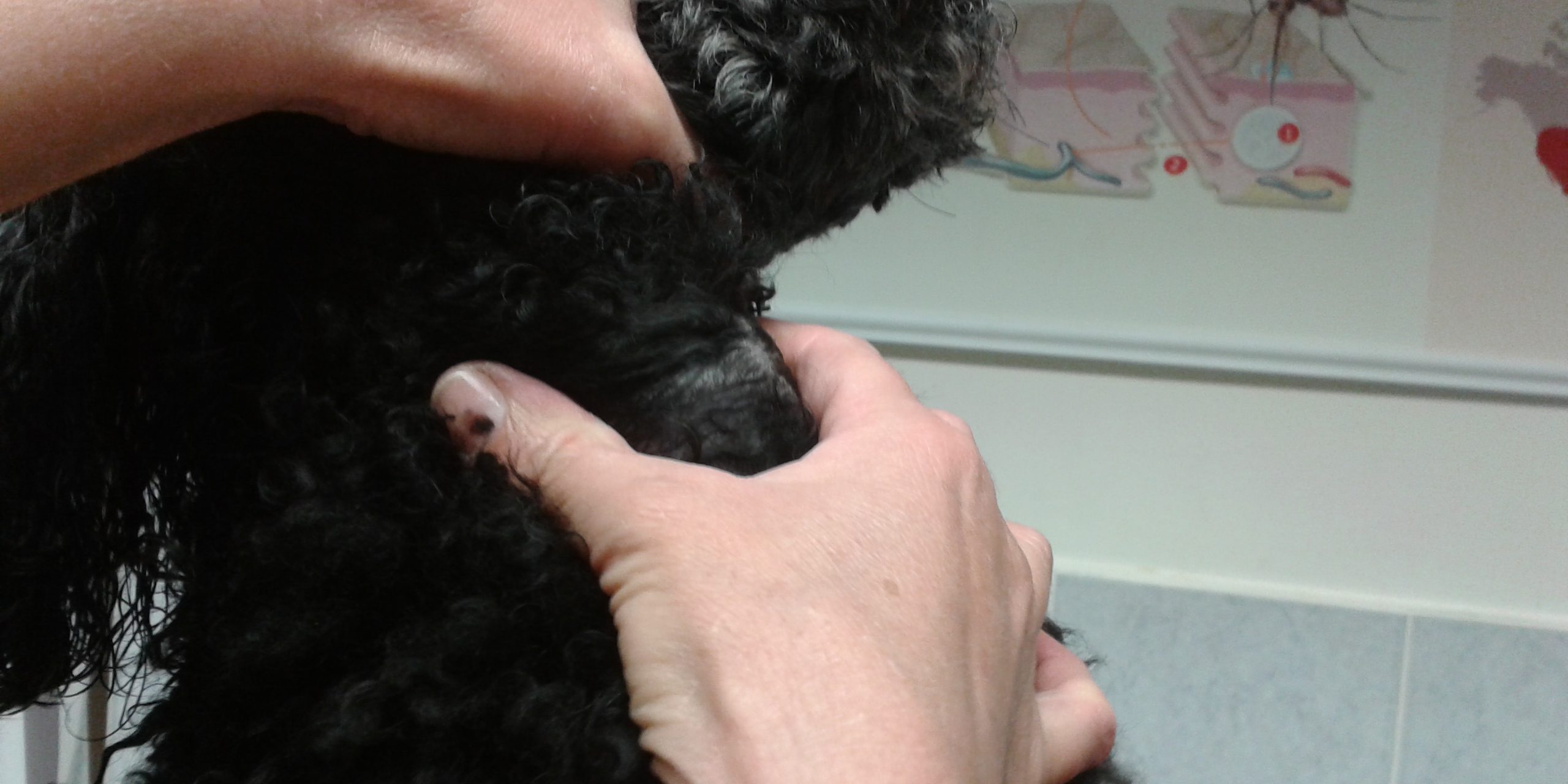 Kutya nyaki daganat 1