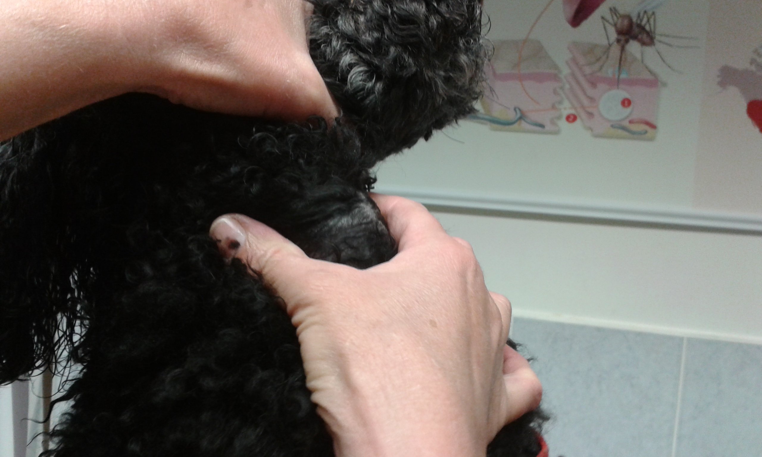 Kutya nyaki daganat 1