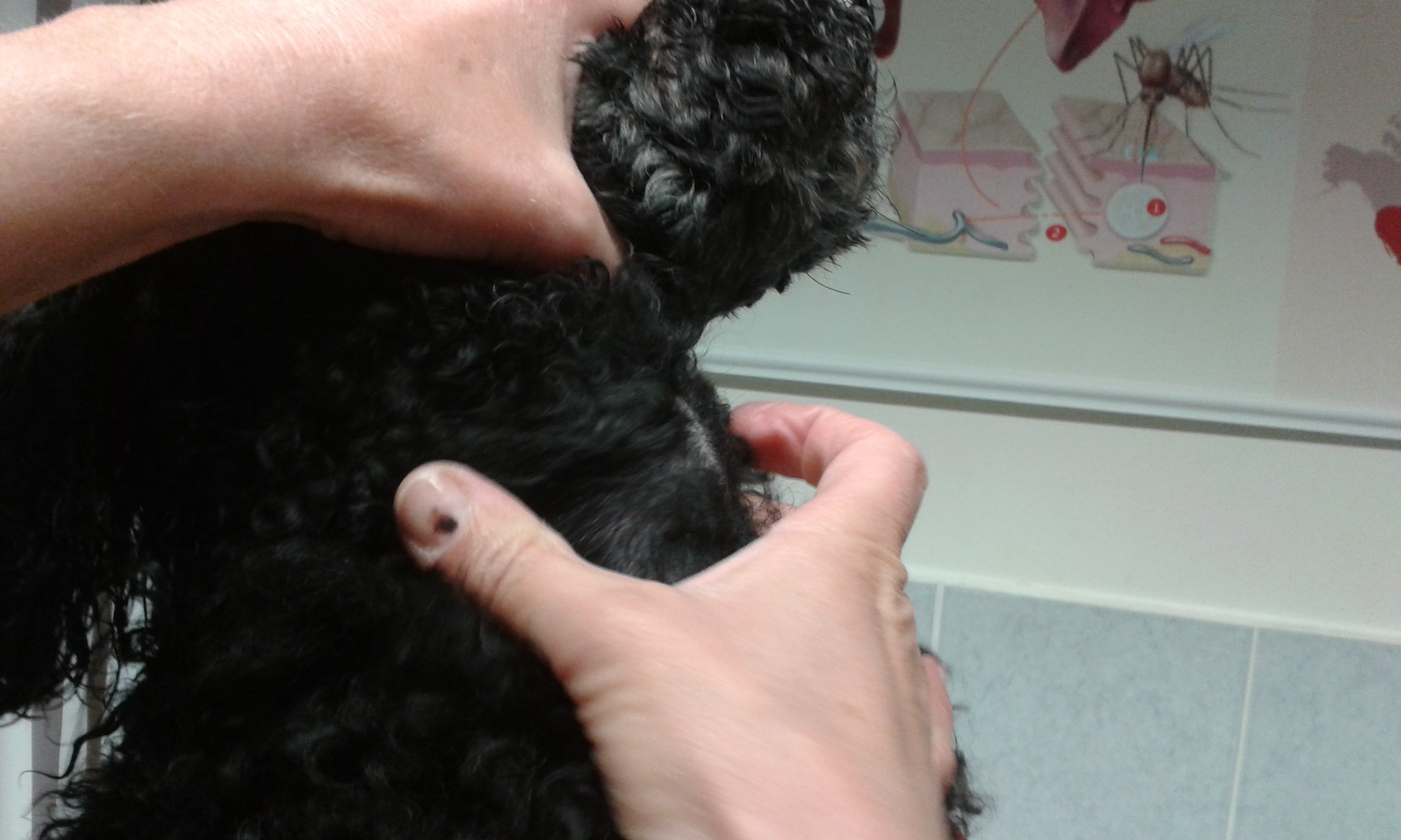 Kutya nyaki daganat 2