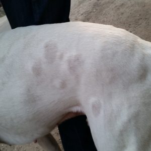 Kutya allergiás csalánkiütés 1