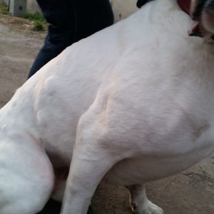 Kutya allergiás csalánkiütés 3