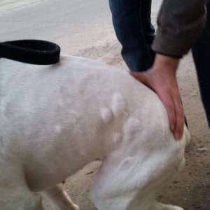 Kutya allergiás csalánkiütés 2