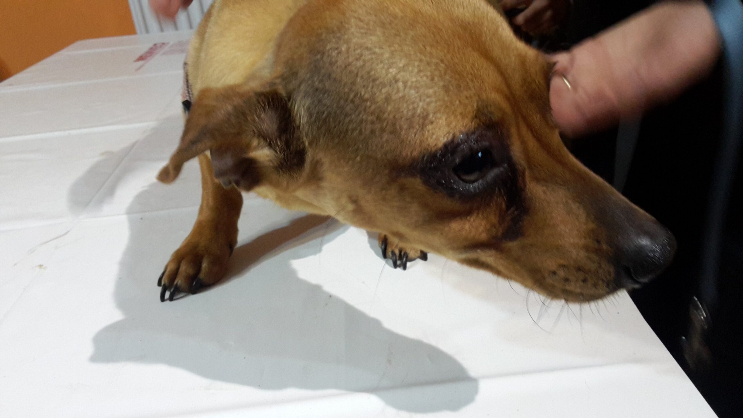 Tacskó kutya allergiás bőr és kötőhártya gyulladás