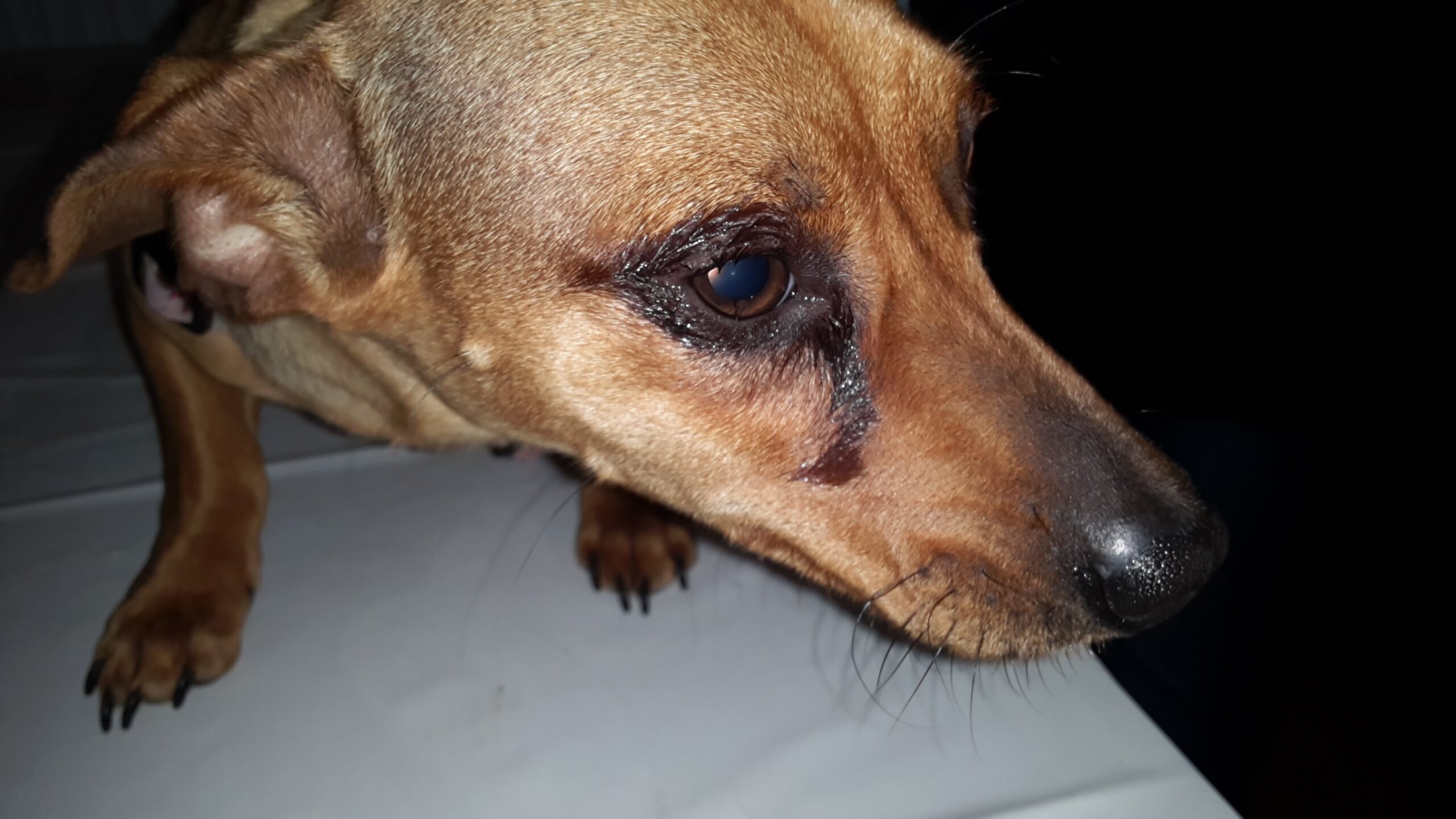 tacskó allergiás bőr és kötőhártya gyulladás