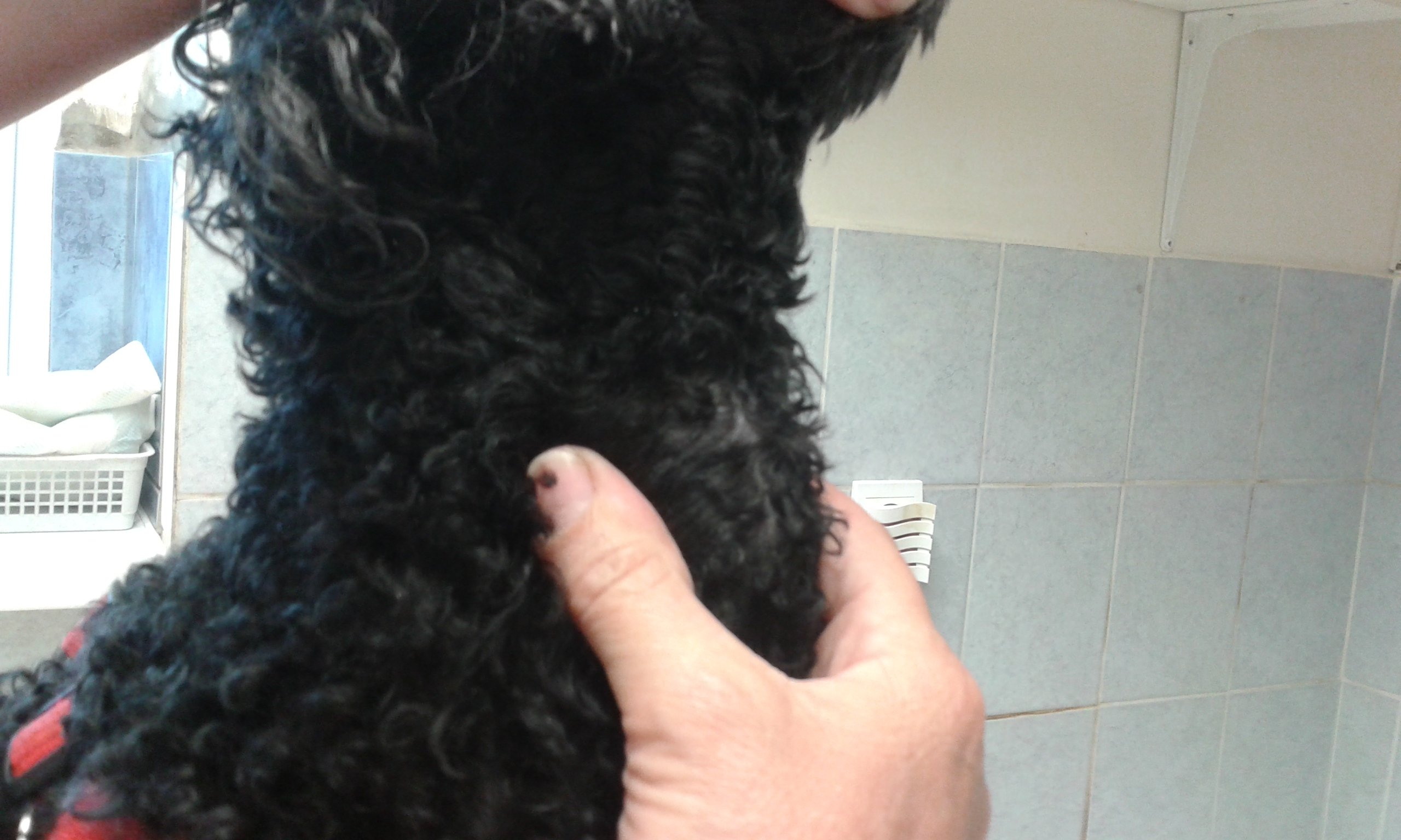 Kutya nyaki daganat gyógyulása 1