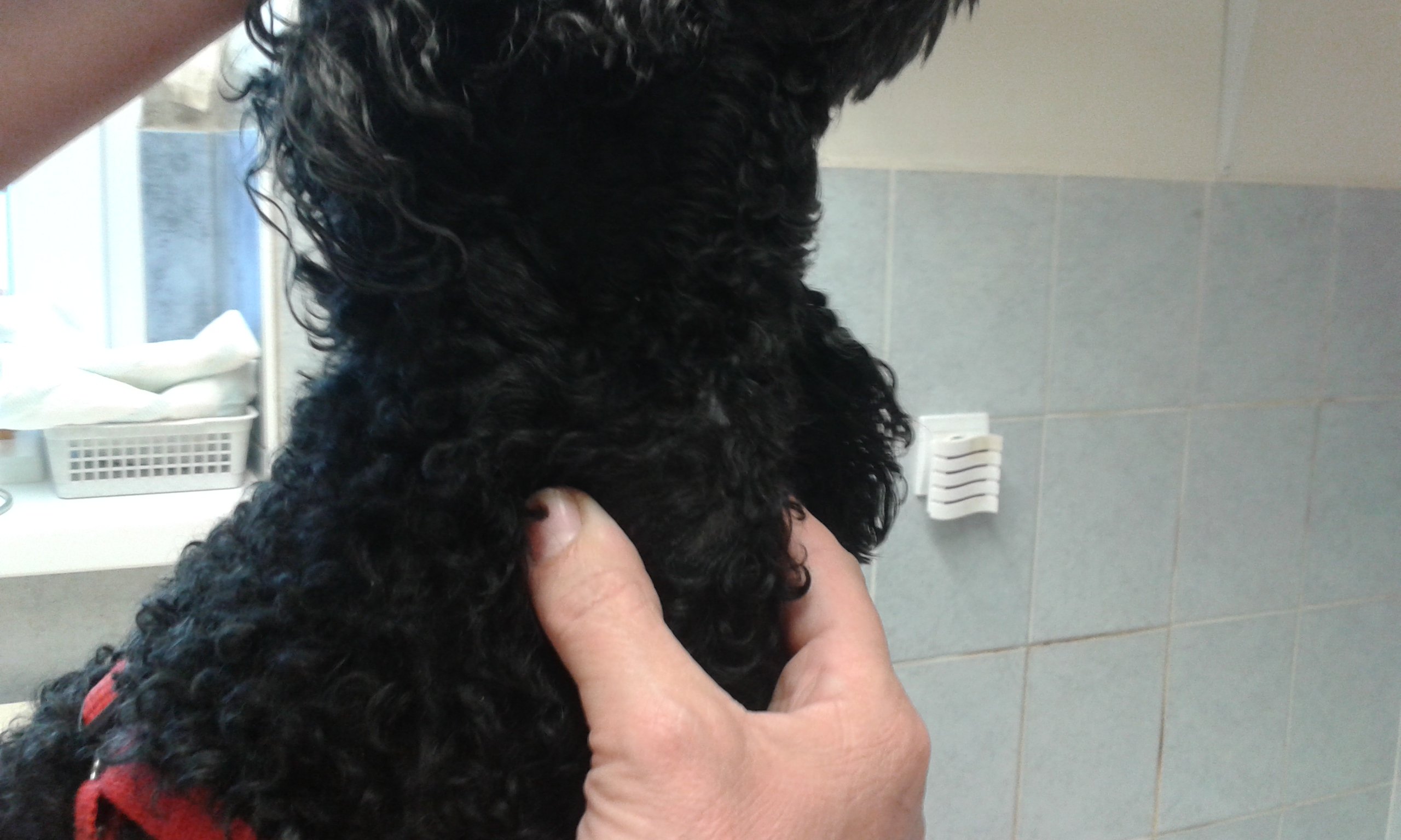 Kutya nyaki daganat gyógyulása 2