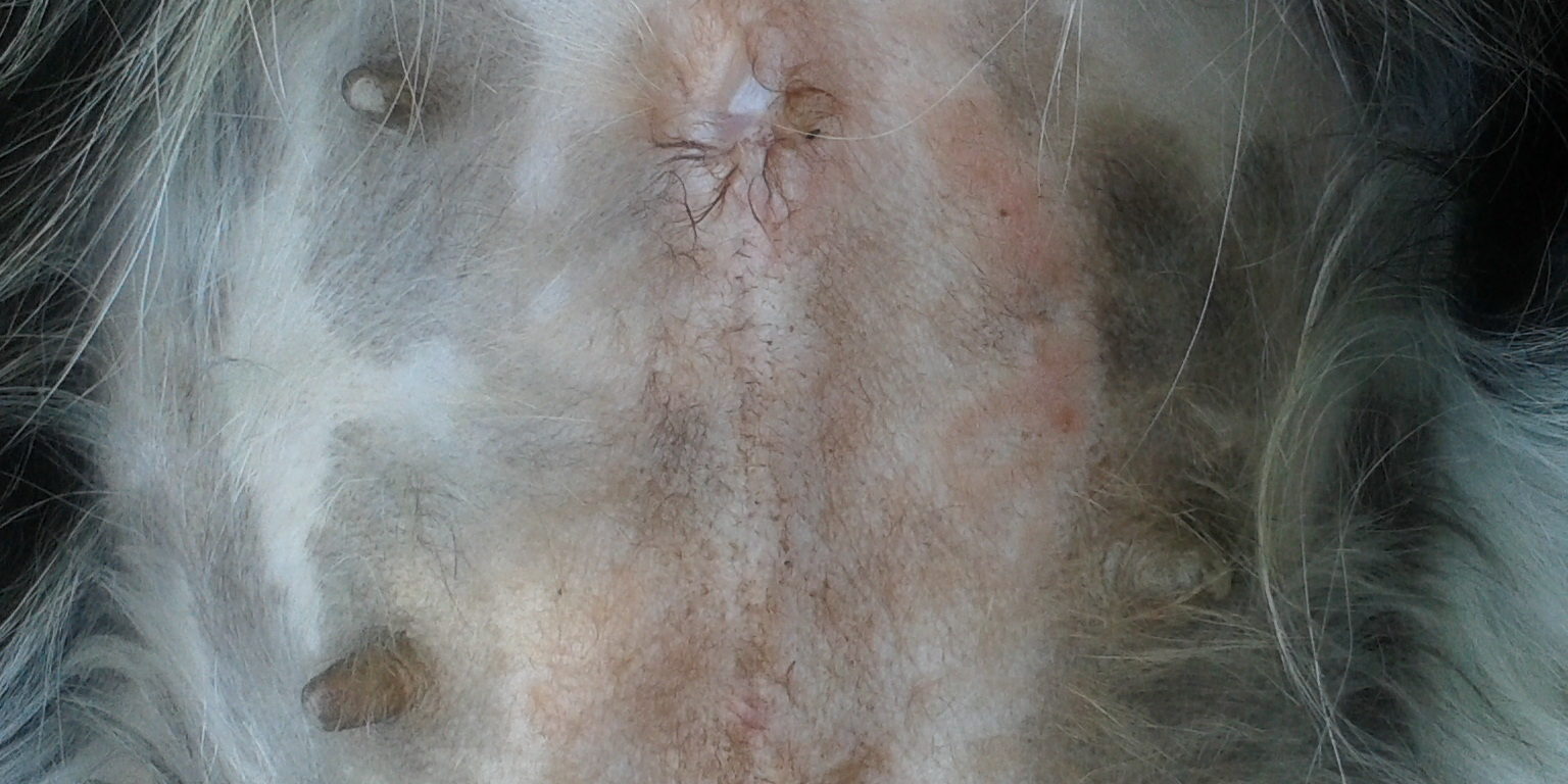 6. Kutya ekcéma gyógyulása 1