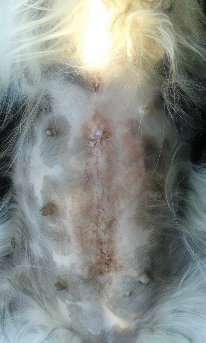 6. Kutya ekcéma gyógyulása 1