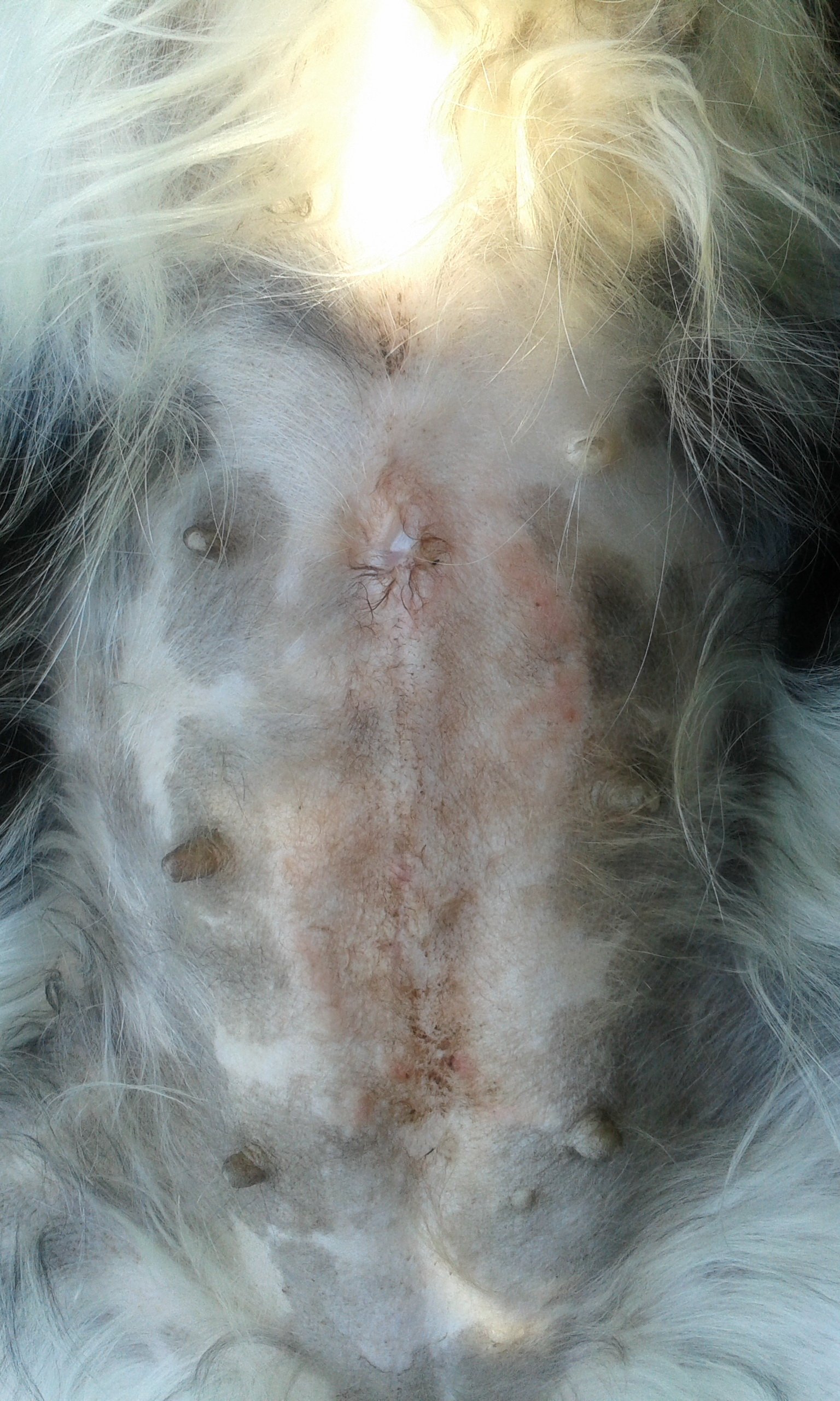 Kutya ekcéma gyógyulása 1