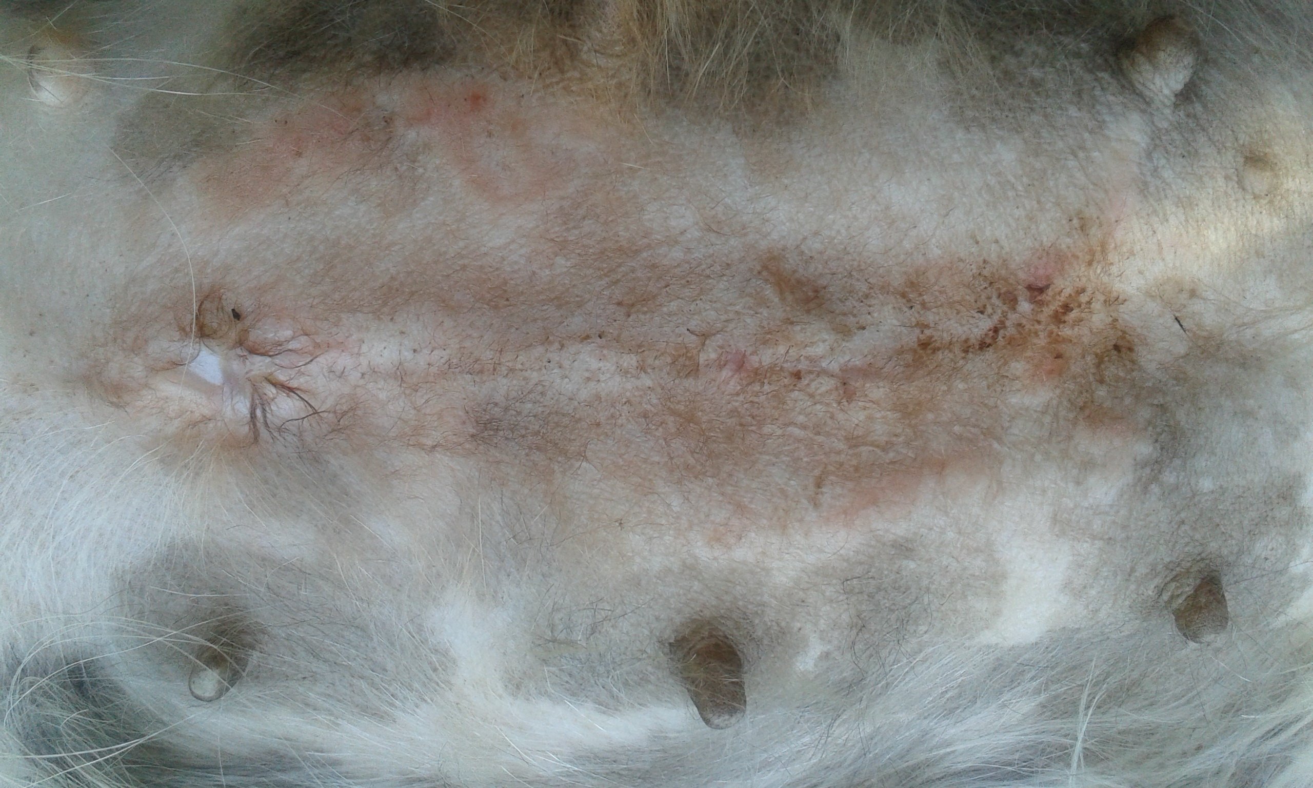 Kutya ekcéma gyógyulása 2