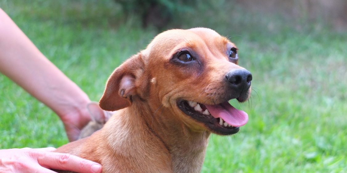 Bogyó tacskó kutya gyógyulása 2