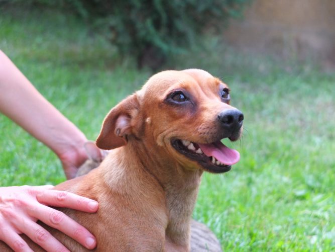 DSCF9828 Bogyó tacskó kutya gyógyulása 2