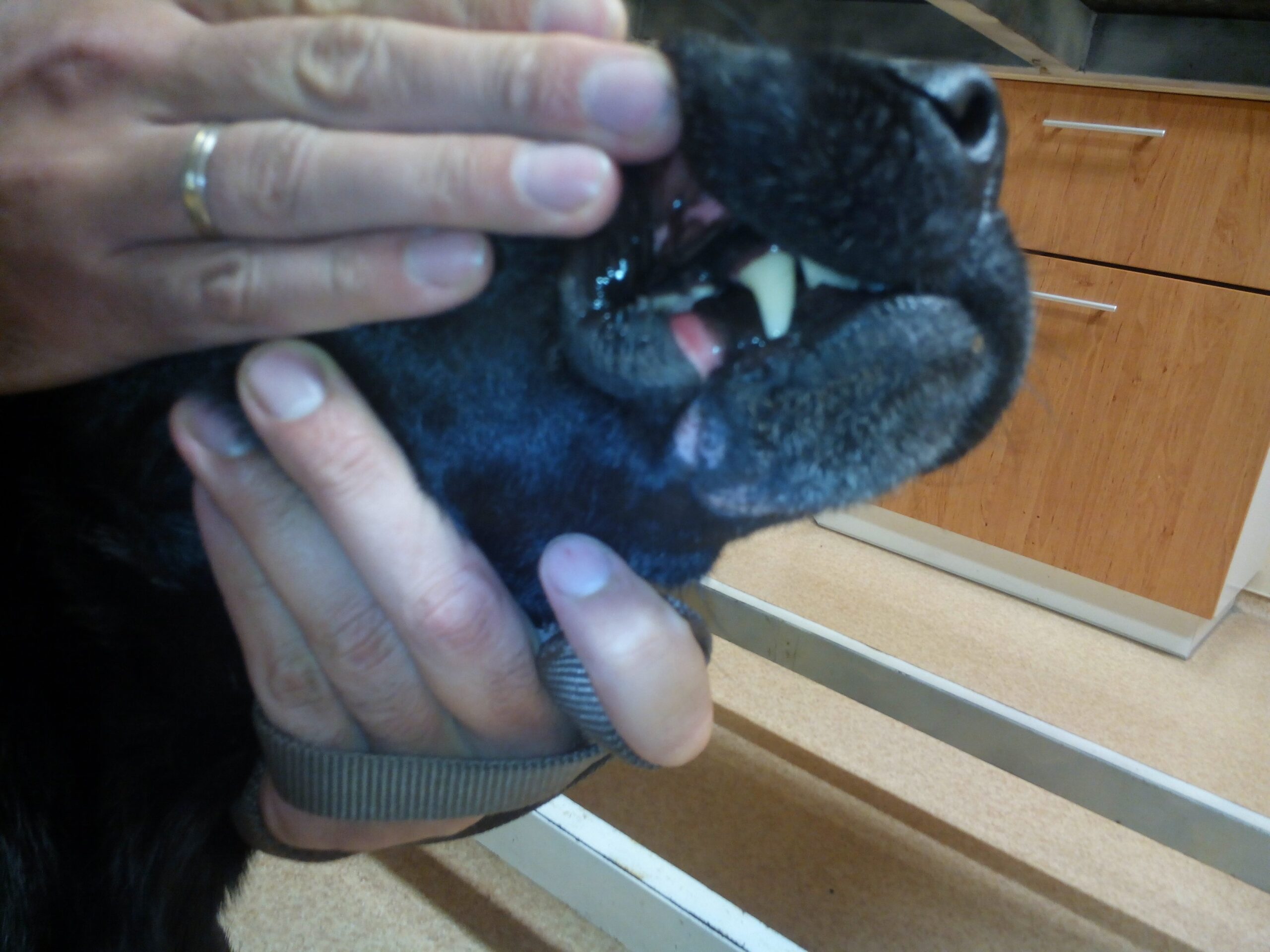 Kutya szájseb gyógyulása