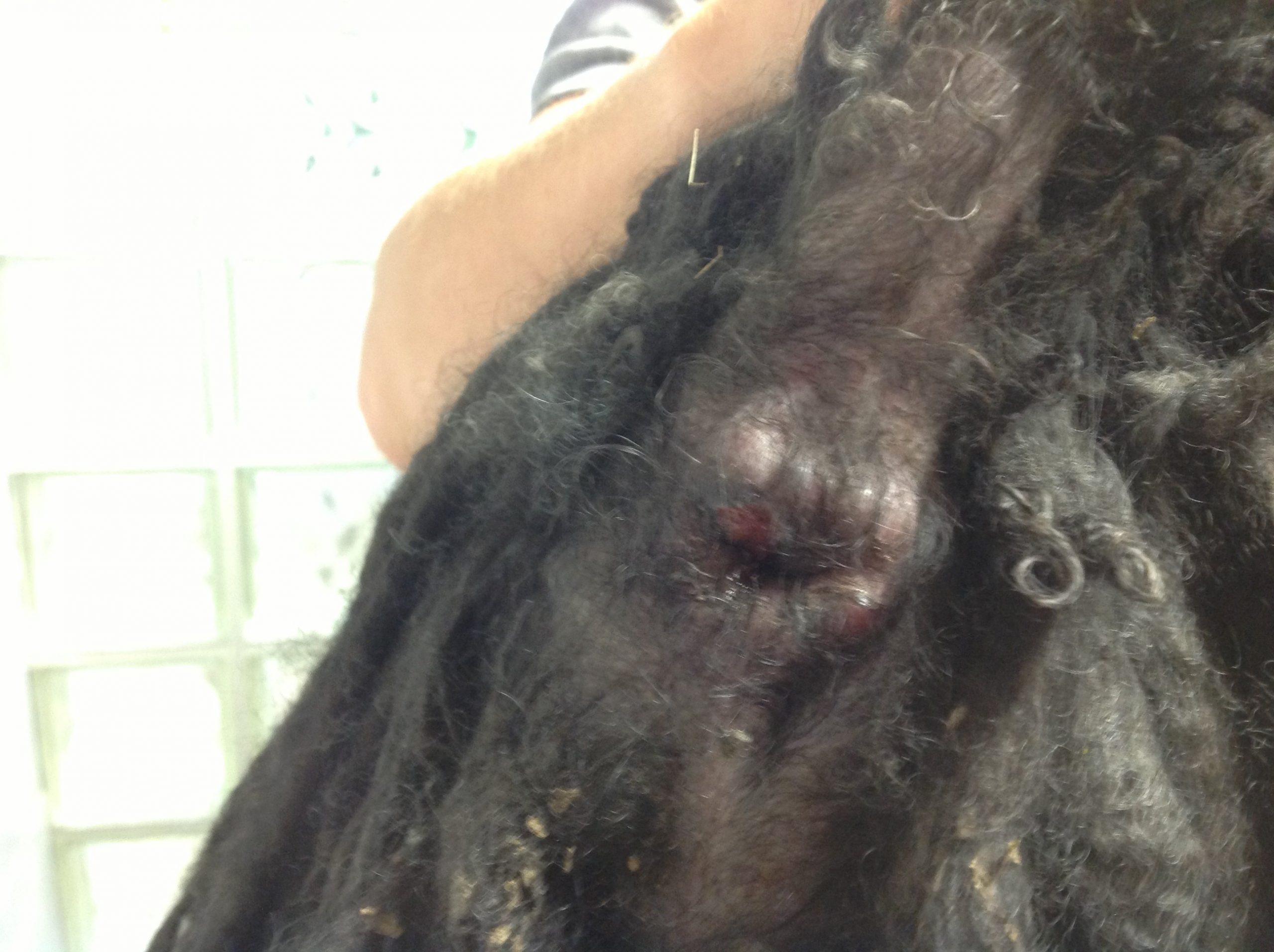 Végbélmirigy gyógyulása CYTOVET