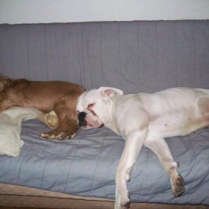 Kutya csalánkiütés gyógyult 2