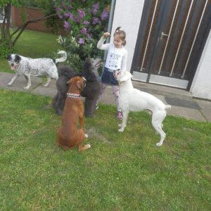 Kutya csalánkiütés gyógyult 3