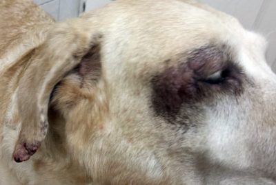 kutya bőrbetegség: súlyos dermatitis, erős pruritus