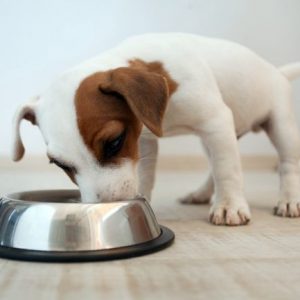 kutya etetése, táplálása