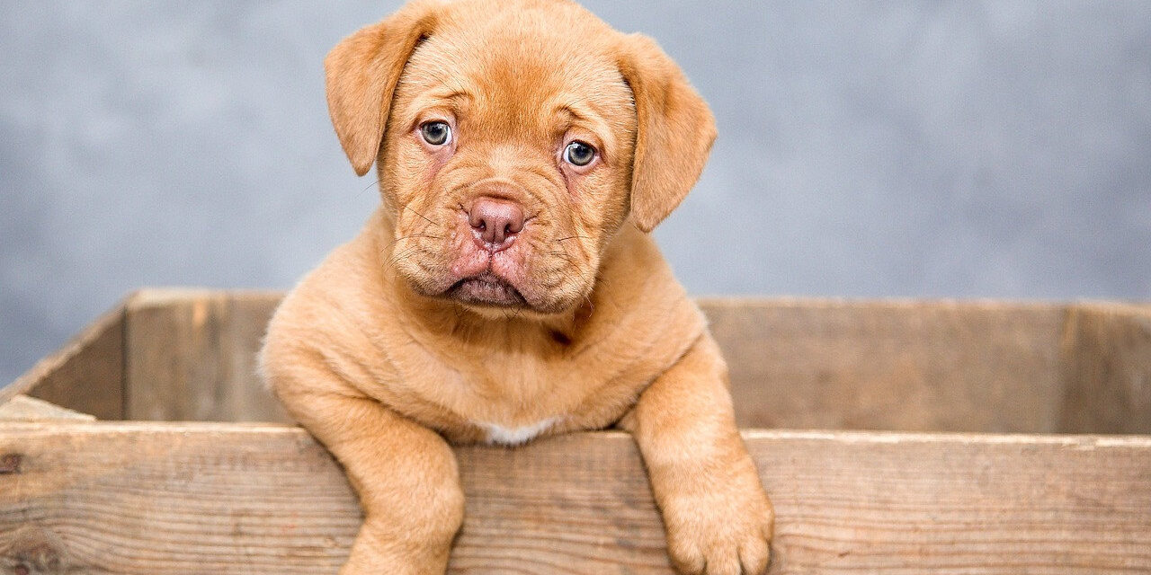 puppy-1047521_1280 Kölyök kutyák