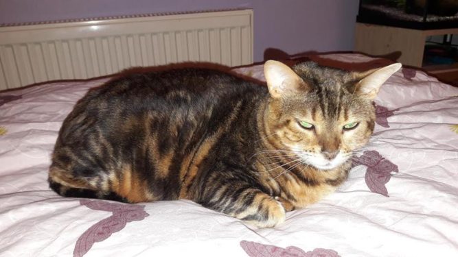 semiramis-cica-gyogyulasa-1 Semiramis cica gyógyulása