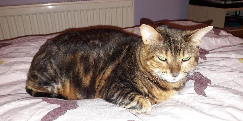 semiramis-cica-gyogyulasa-1 Semiramis cica gyógyulása