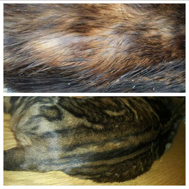 Semiramis cica gyógyulása 2