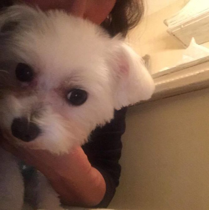 vegso elszineződés a szőrön