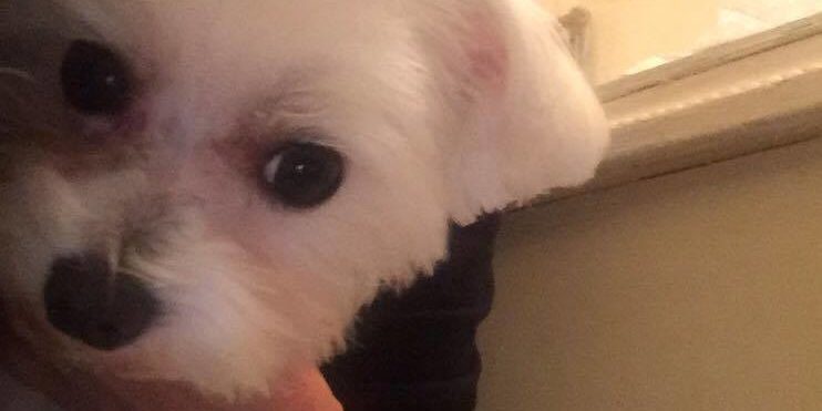 elszineződés a szőrön