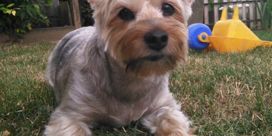 kutya légcső szűkület