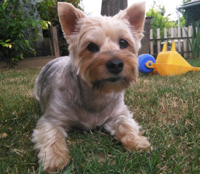 lara-kutya kutya légcső szűkület