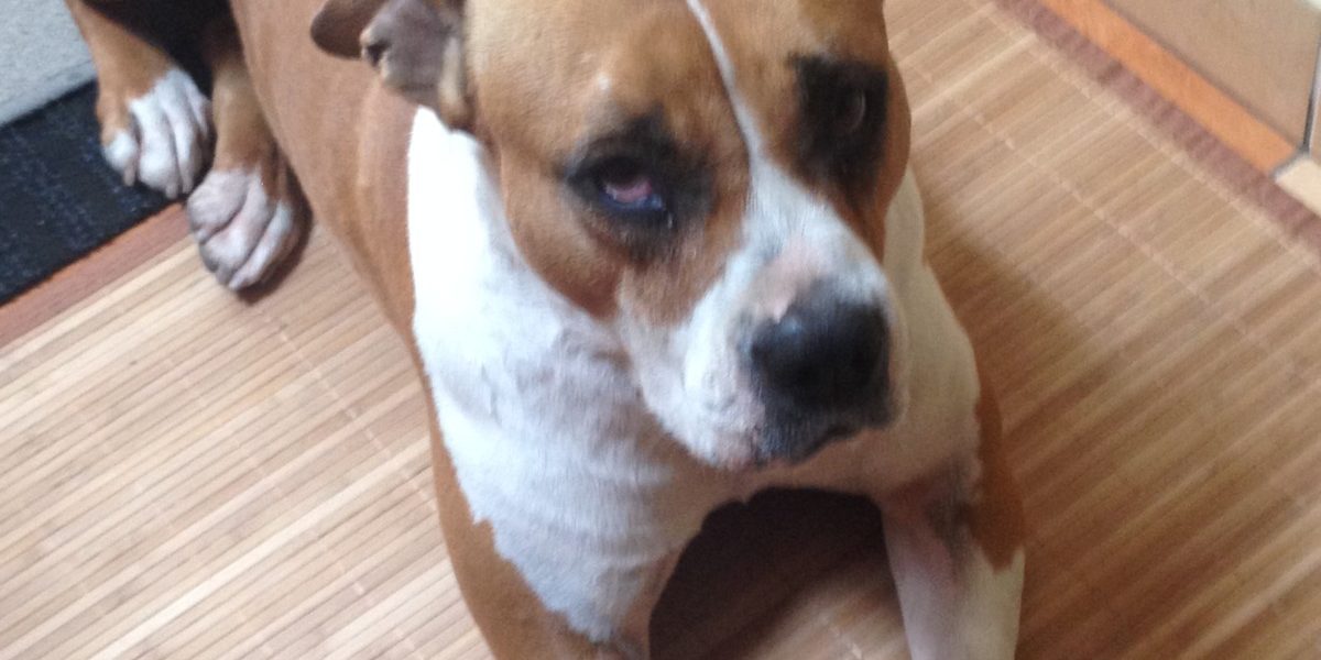 lexi-1 kutya allergia