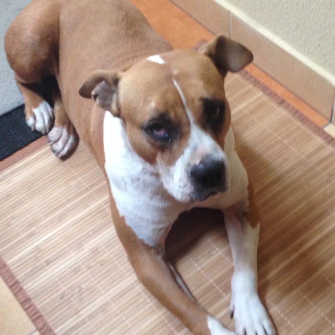 lexi-1 kutya allergia