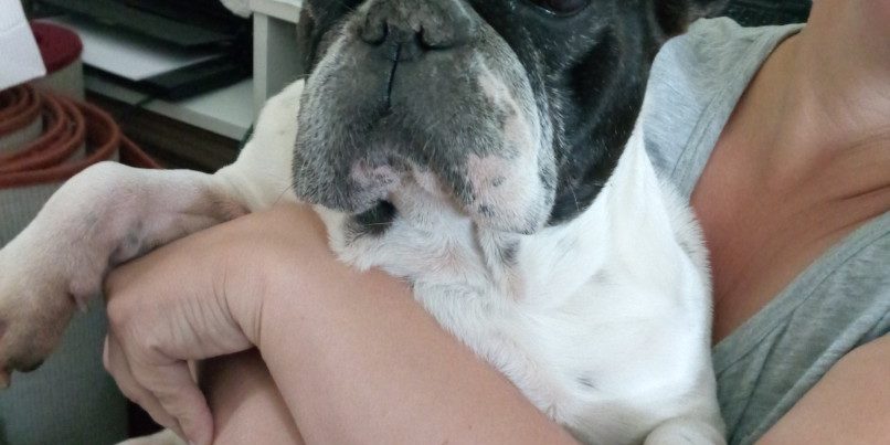 manci Kutya csigolya összenövés