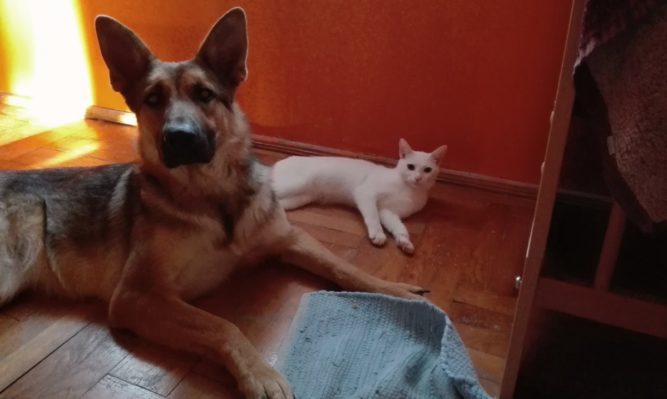 fanni-kutya-csipo-diszplazia csípő diszplázia