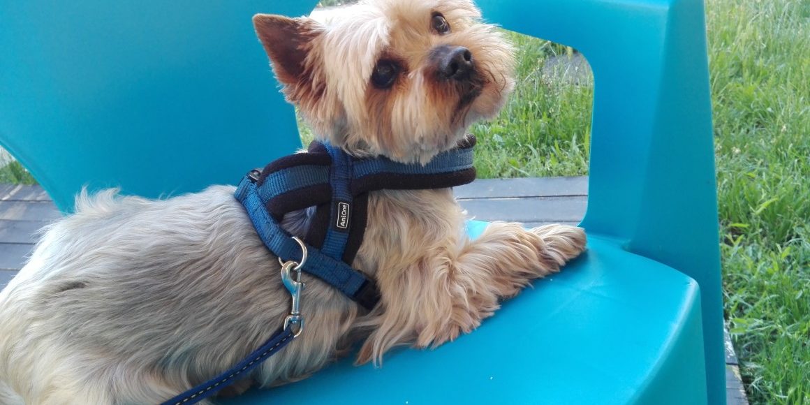 Kutya vizelettartási problémák