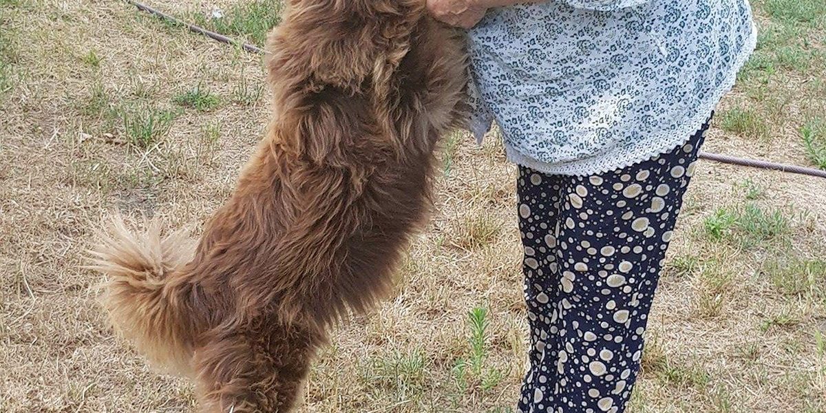 csipőízületi diszplázia